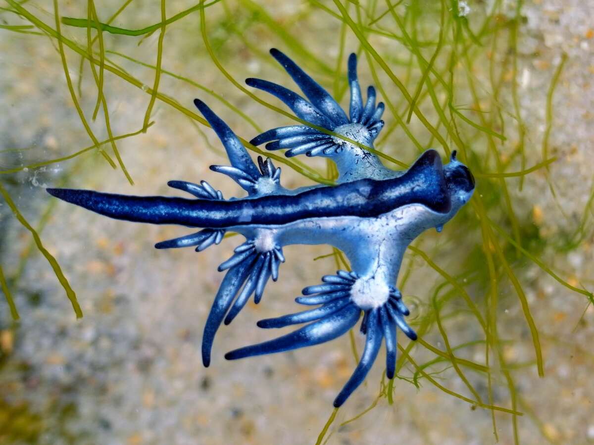 Rare blue dragons wash ashore at Padre Island National Seashore