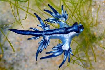 Rare blue dragons wash ashore at Padre Island National Seashore