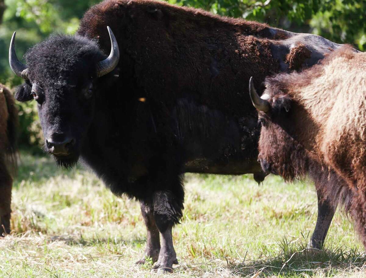 A bull bison