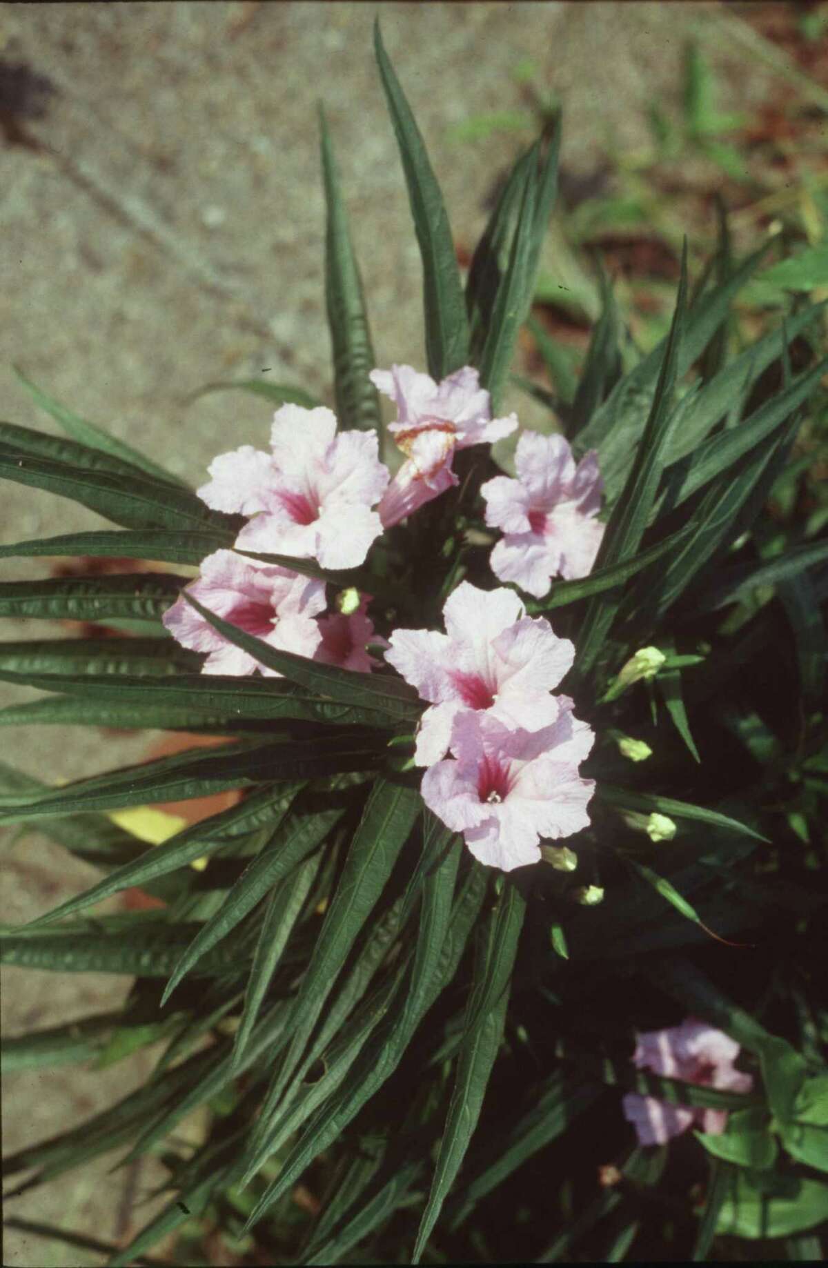 Dwarf ruellia, a great shade groundcover, comes with blue, pink or white flowers.