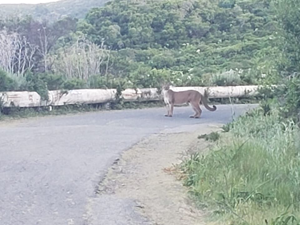 Hiker Encounters 2 Mountain Lions On Popular Trail Sfgate