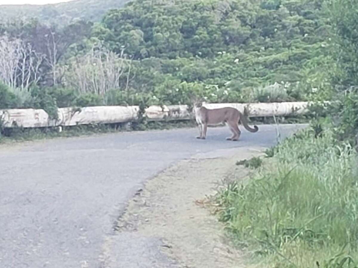 A mountain lion stares warily at a hiker who encountered it Thursday on the Sweeney Ridge Trail between Pacifica and San Bruno. The big cat was accompanied by a second cougar as it prowled along the trail.
