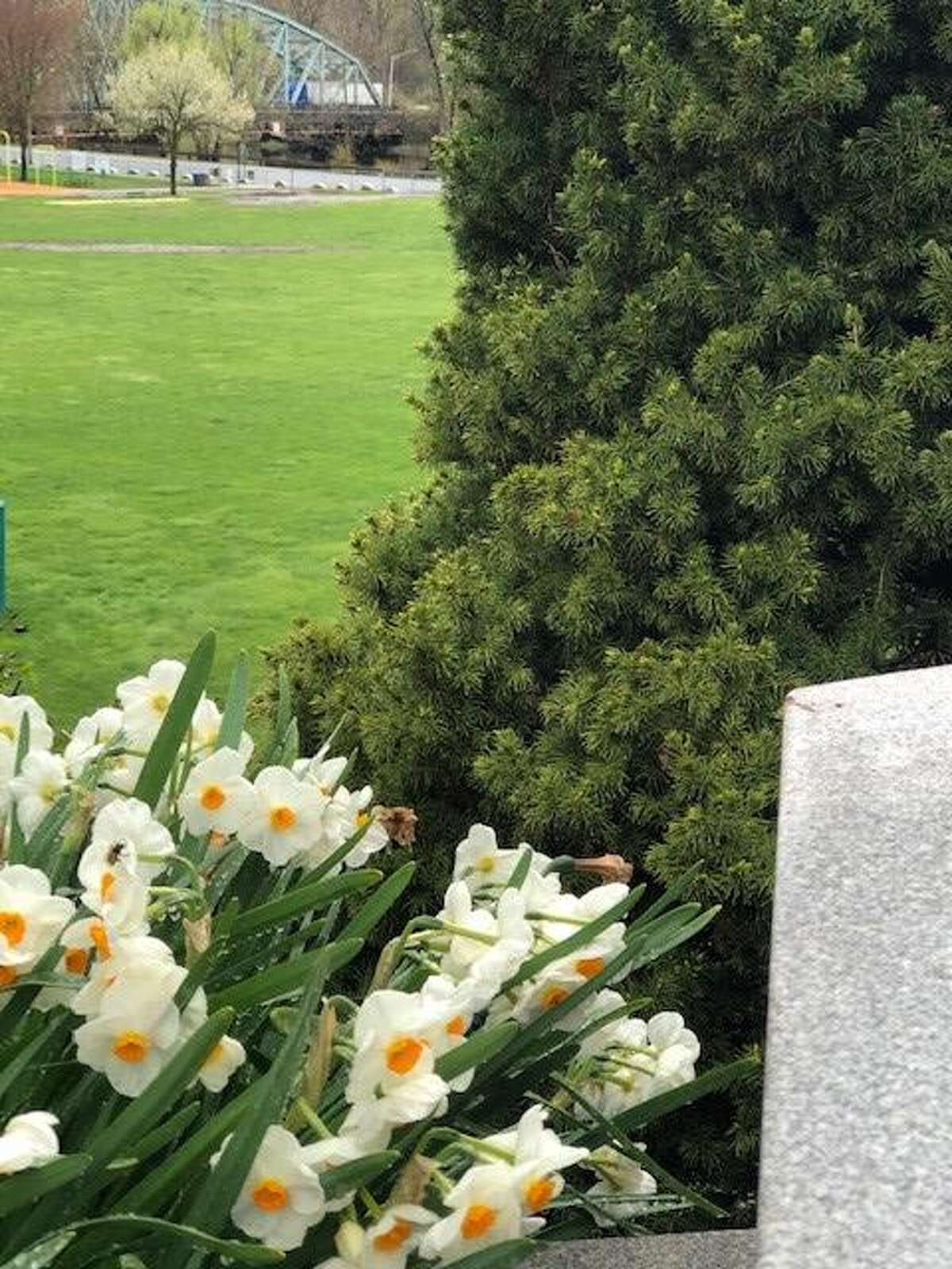Spectrum/Daffodils at the 9/11 memorial, with Veterans Memorial Bridge, in Patriot's Way in New Milford May 3, 2020.