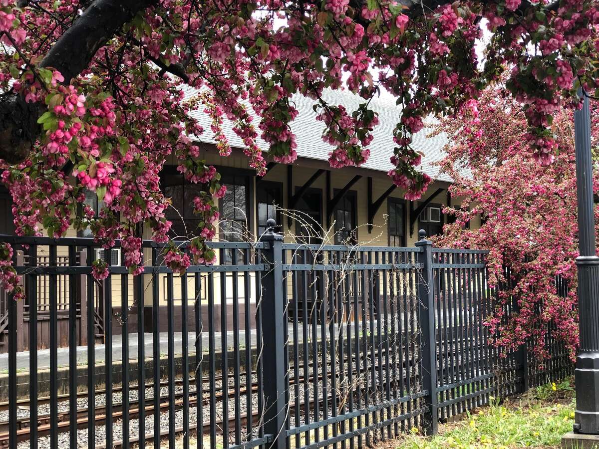 Pink buds on trees that line Patriot's Way frame the railroad station just beyond the fence.