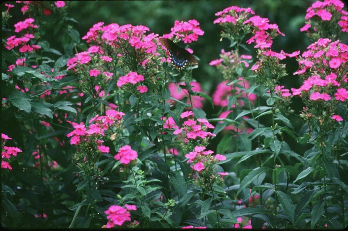 A guide to vintage plants that will flourish in Houston beds