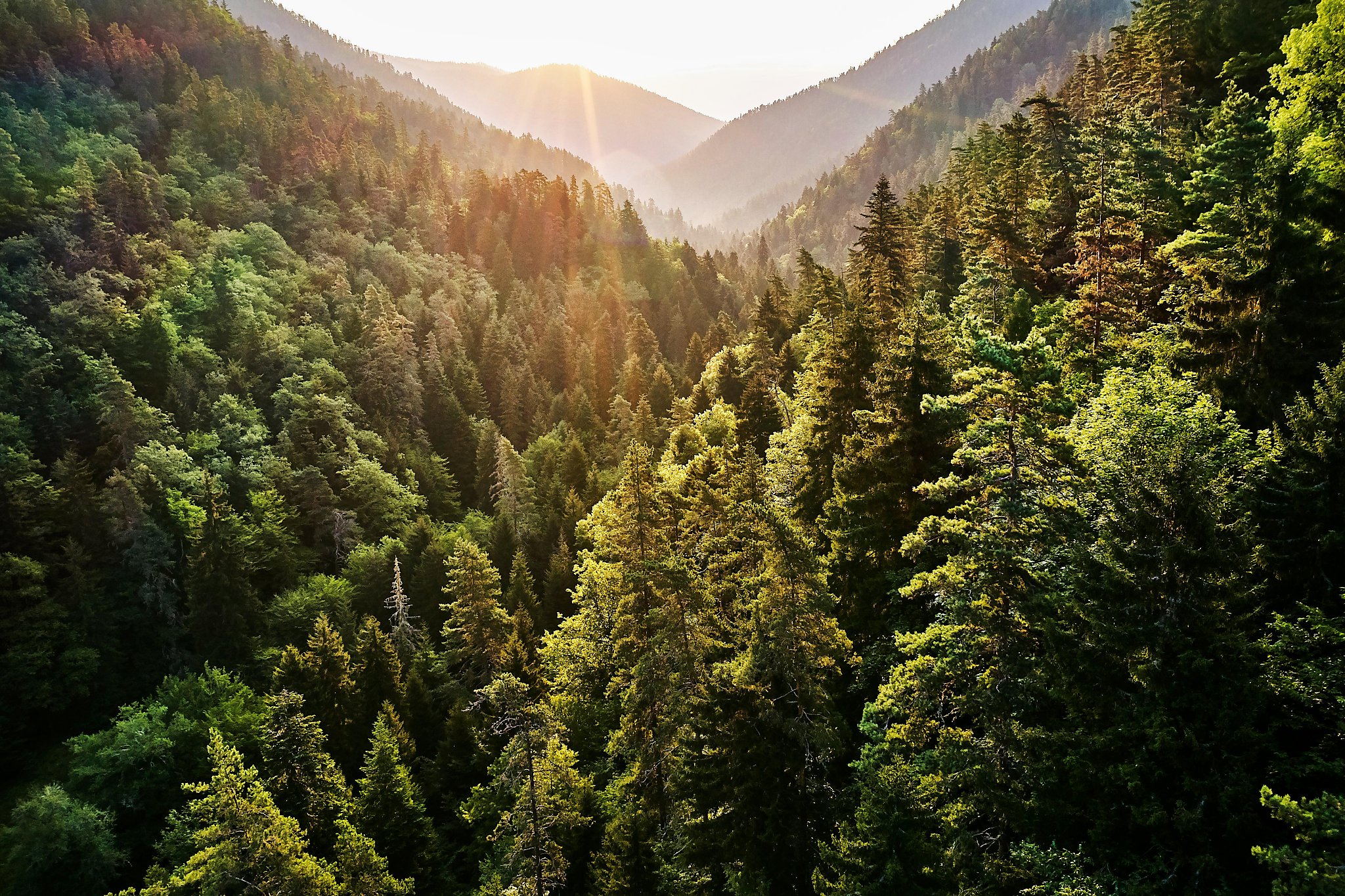 Forests can help boost California's economic recovery