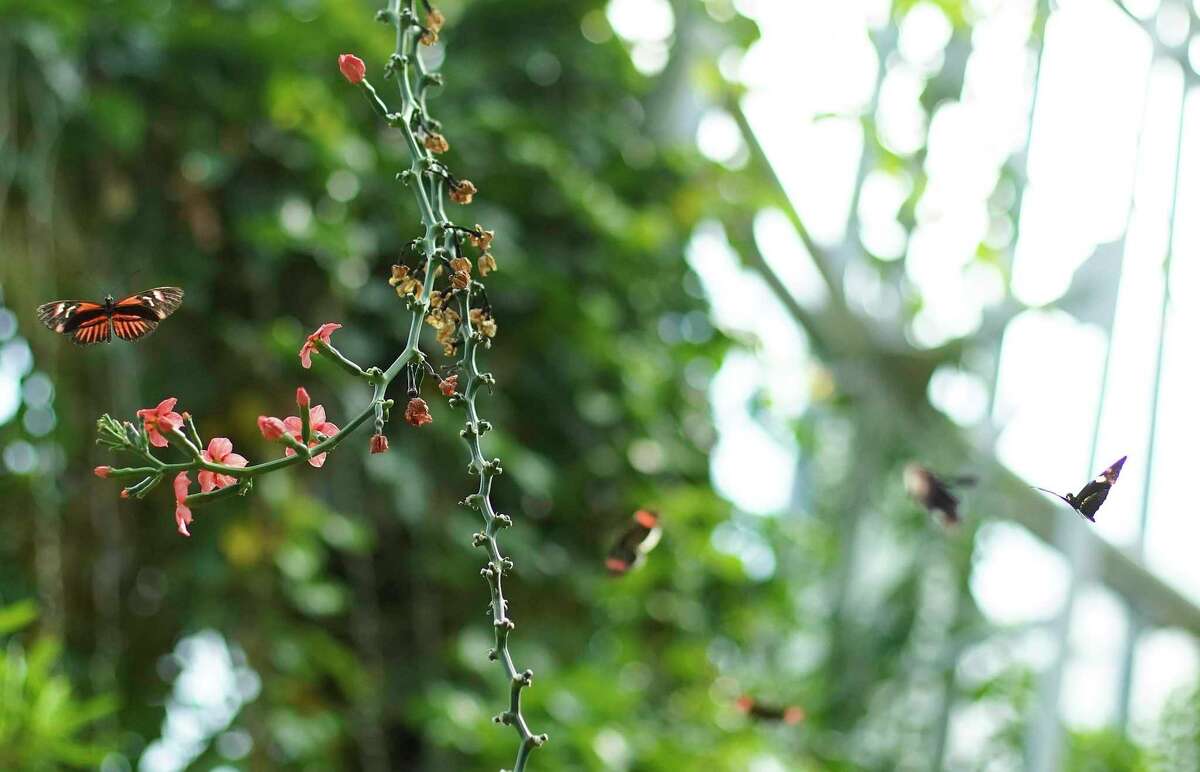 Houston Museum of Natural Science offers visitors the world as it reopens