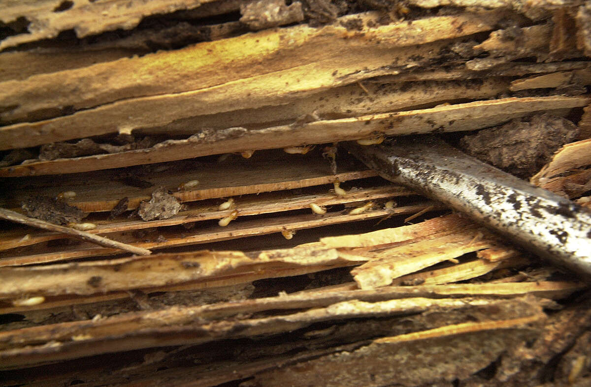 Termite season has arrived in Houston. Here's what you need to know
