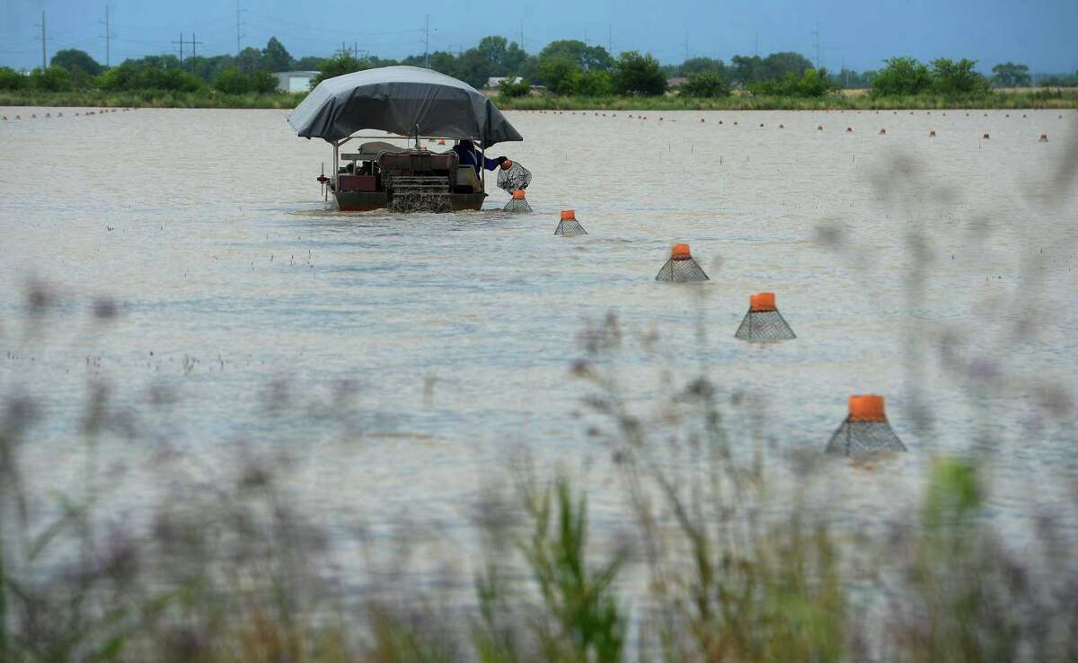 Crawfish season still with us