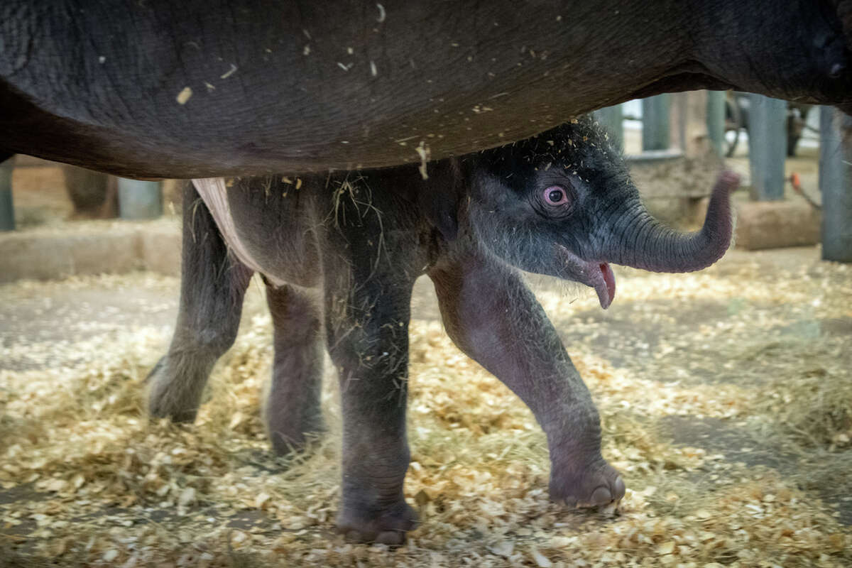 On May 12, 2020, Shanti, a 29-year-old Asian elephant, gave birth to a 326-pound male calf named Nelson on Tuesday morning at the McNair Asian Elephant Habitat at Houston Zoo.