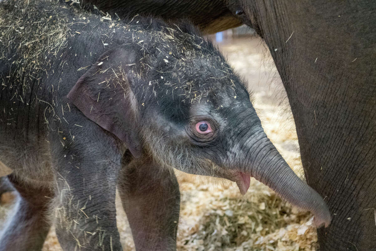 Houston Zoo welcomes new baby elephant named Nelson