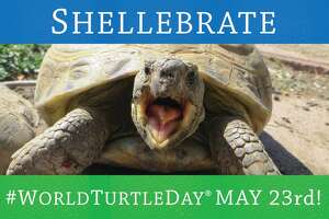 American Tortoise Rescue “Shellebrates” World Turtle Day® on May 23, 2020