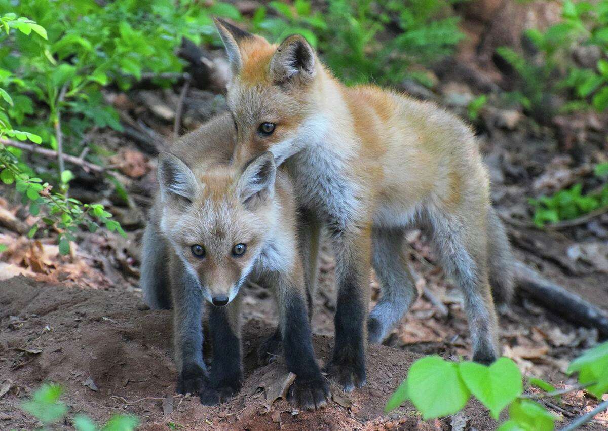 A pair of fox kits might look helpless and needy, but the DEEP advises people to leave them alone.