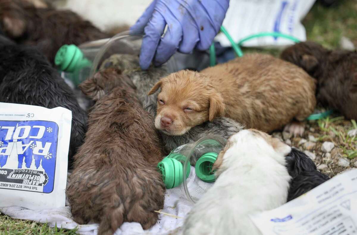 jay's sporting goods puppies