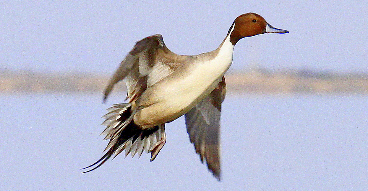 Pintails help carry Texas’ strong winter duck numbers