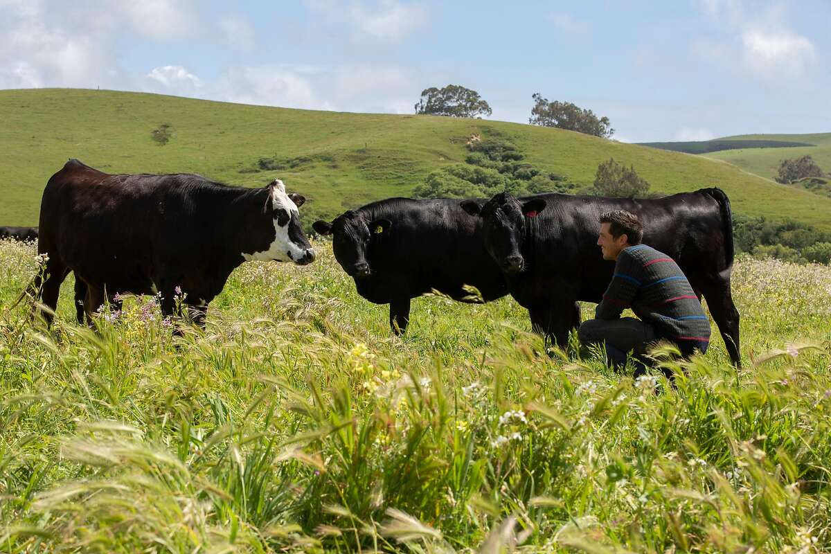 Guido Frosini with his cows at True Grass Farms on Tuesday, May 12, 2020, in Tomales, Calif.