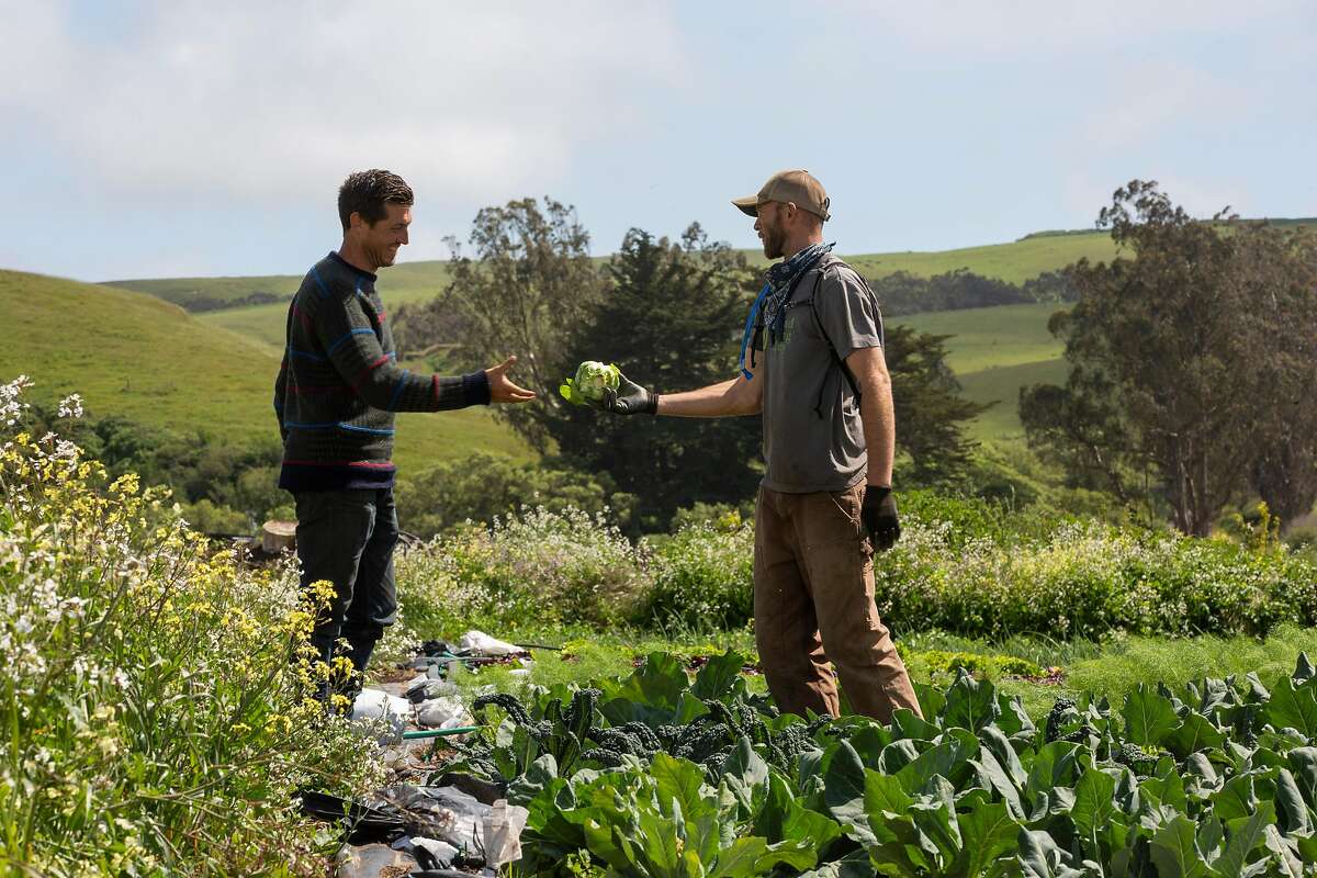 From left: Guido Frosini receives cabbage from Donald Pivec at True Grass Farms on Tuesday, May 12, 2020, in Tomales, Calif. Pivec lives and farms on Frosini�s land. They exchange goods and services. Pivec also keeps his chickens on the farm and moves their homes every few weeks to fertilize Frosini�s land.