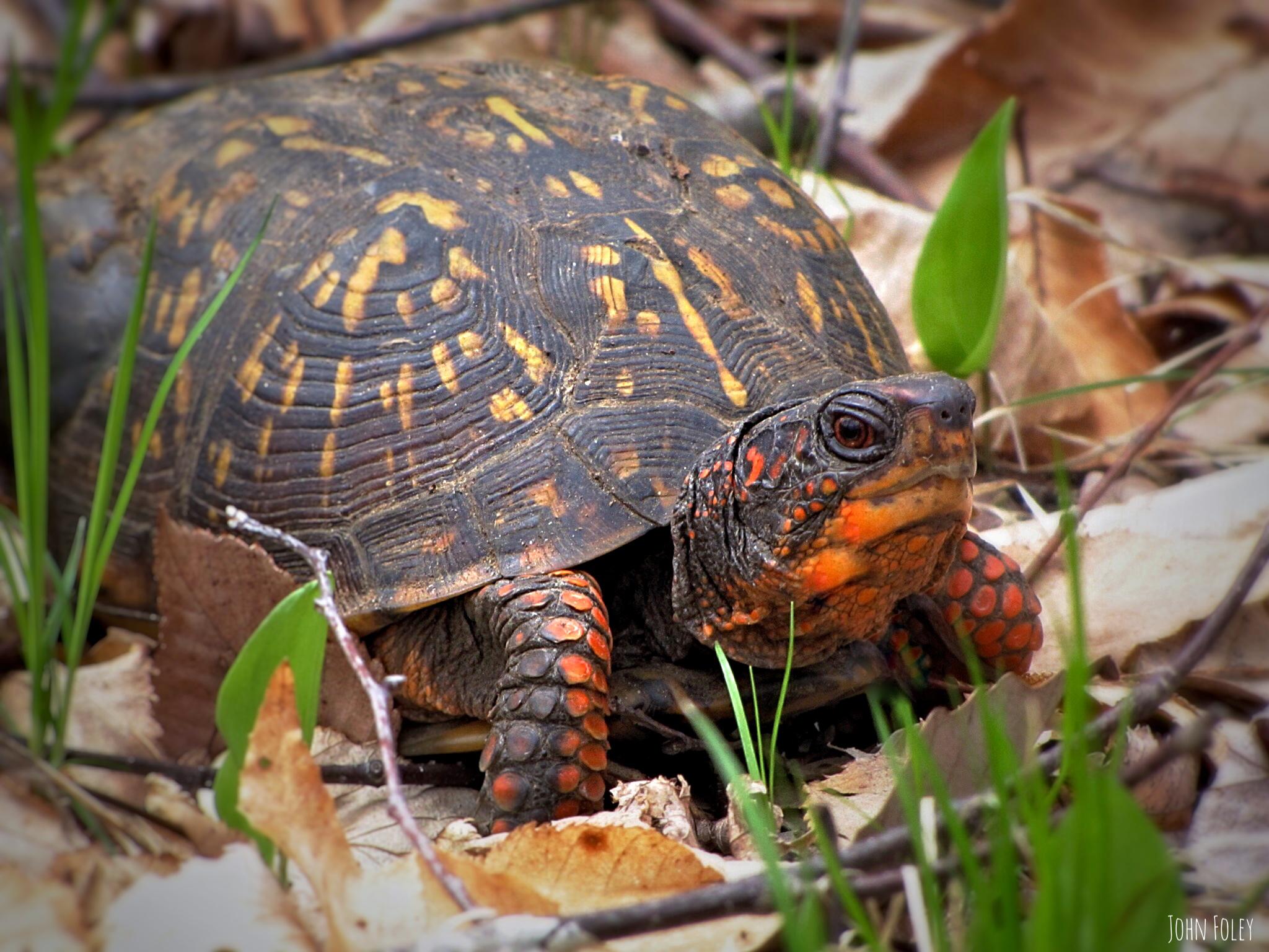 Robert Miller: Turtles are on the (slow) move again