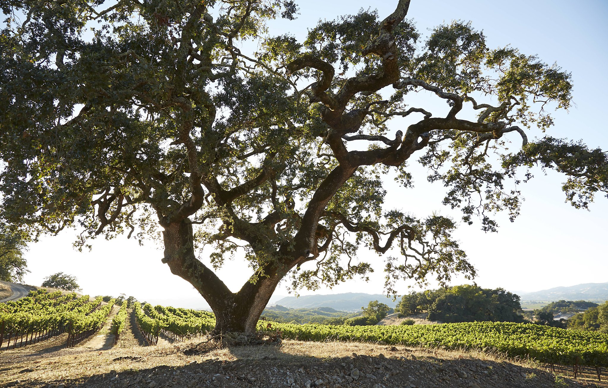 Sonoma's Jordan Winery Will Be the First to Reopen—With Caveats