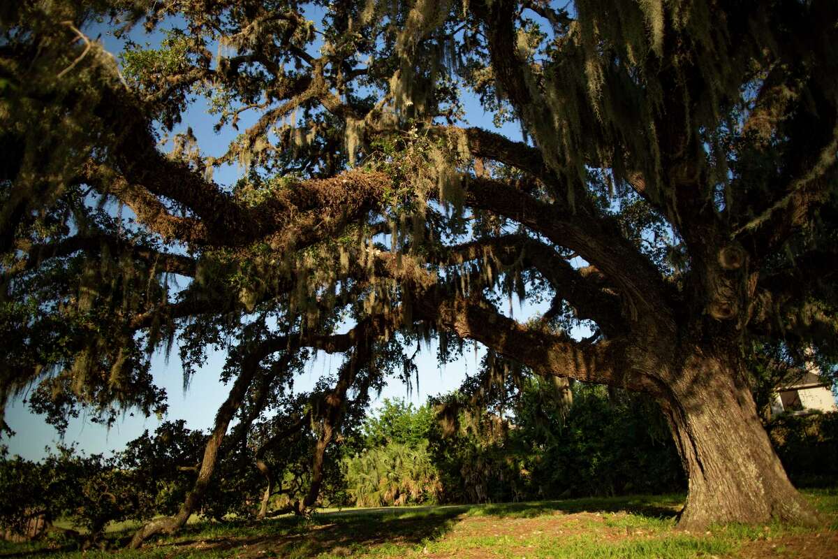 A living legend: Klein’s Kissing Tree the latest to earn historic ...