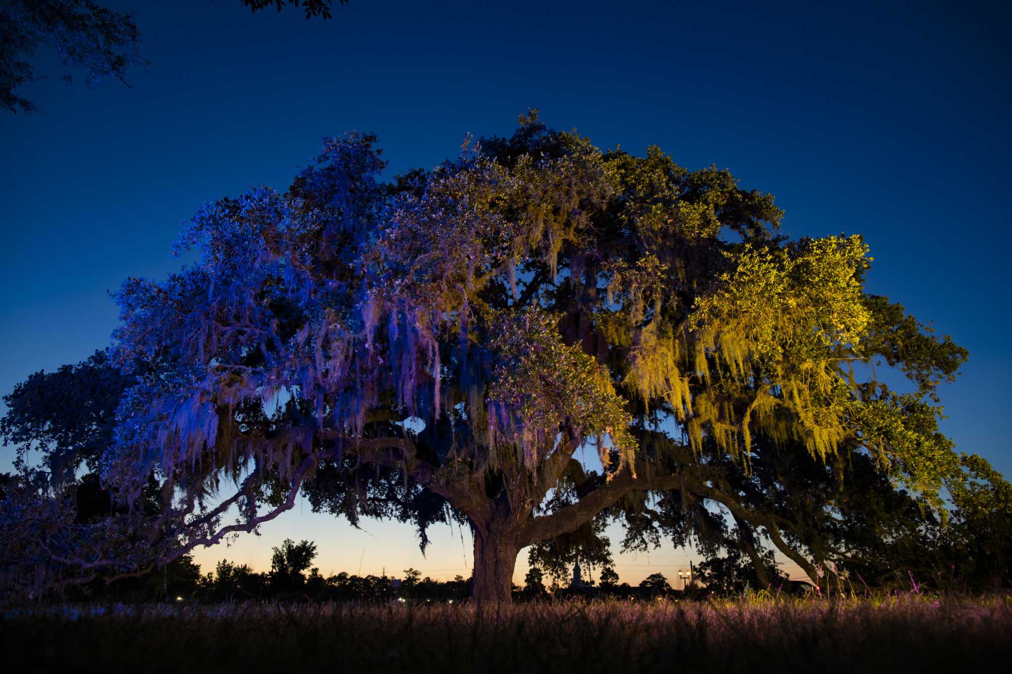 A living legend Klein’s Kissing Tree the latest to earn historic