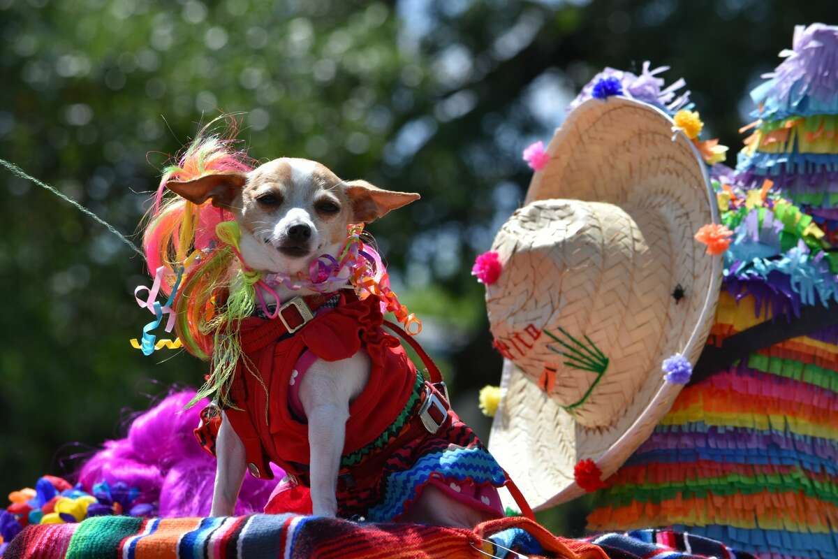 Several local businesses and organizations took part in the parade as well. 4 Paws Animal Hospital decorated their truck and Chihuahuas in bright Fiesta gear.