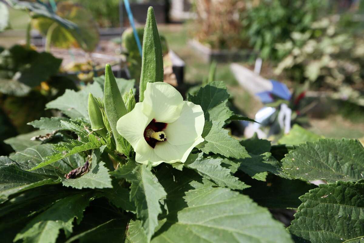 Okra is a beautiful and tasty addition to the Houston garden