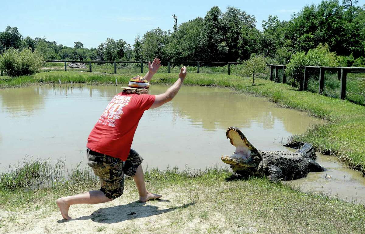 Intern Blake Mitchell coaxes legend Big Al out from his pond, using only voice and motion commands, as he is not authorized to touch the alligators, at Gator Country in Fannett. Photo taken Monday, May 11, 2020 Kim Brent/The Enterprise
