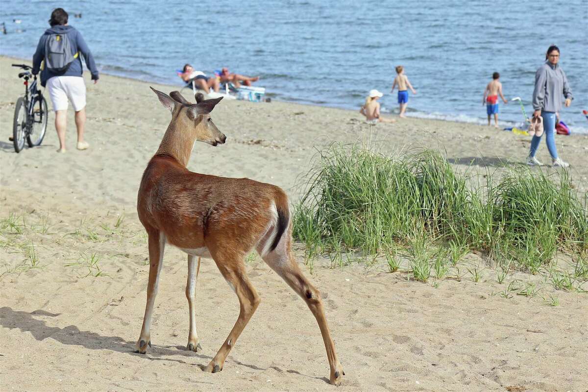 This young deer got nervous and galloped off east on South Pine Creek Beach on Saturday, May 16, 2020, in Fairfield, Conn.