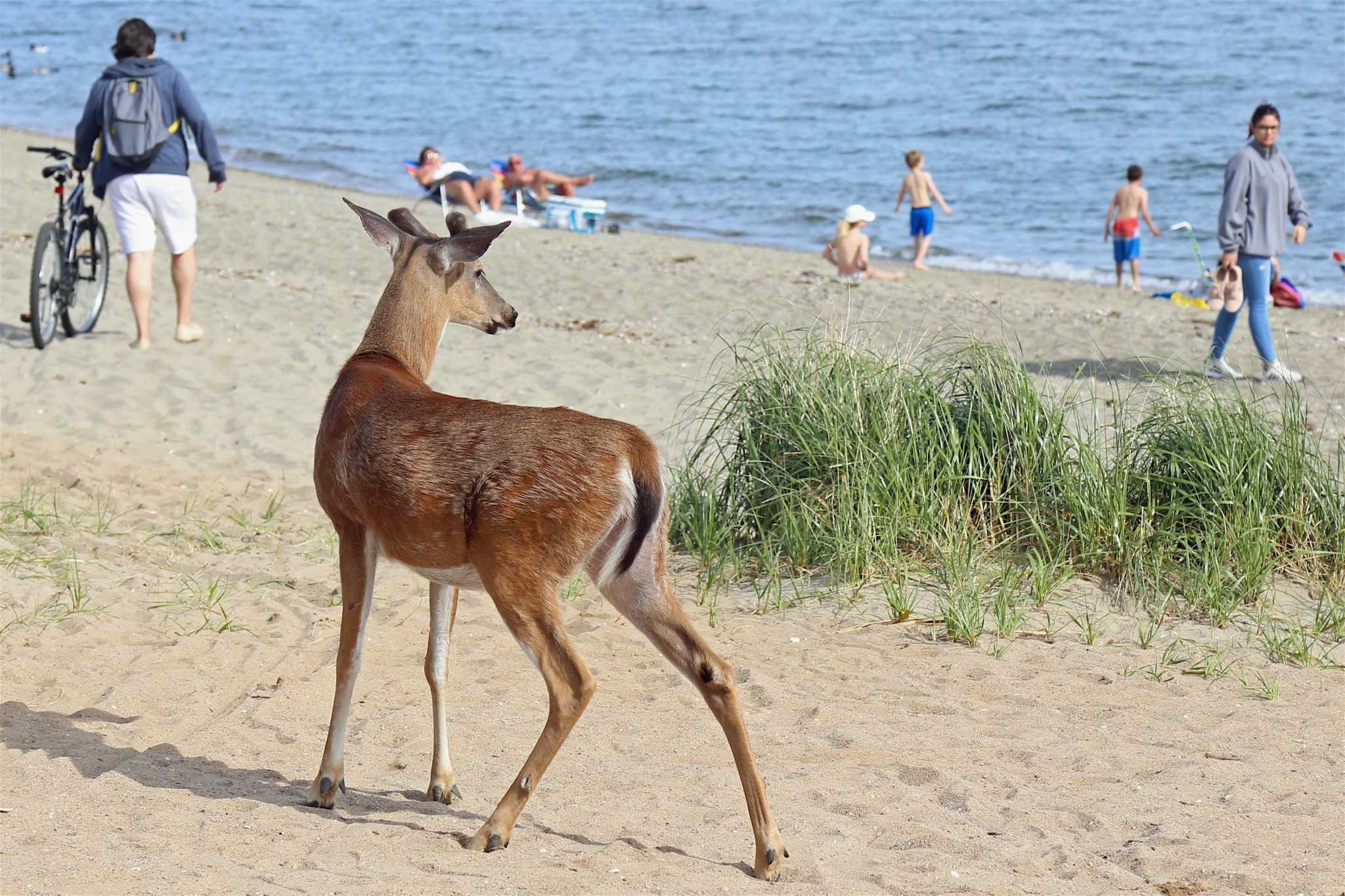 Sand, surf, socializing (Oh deer!) in Fairfield