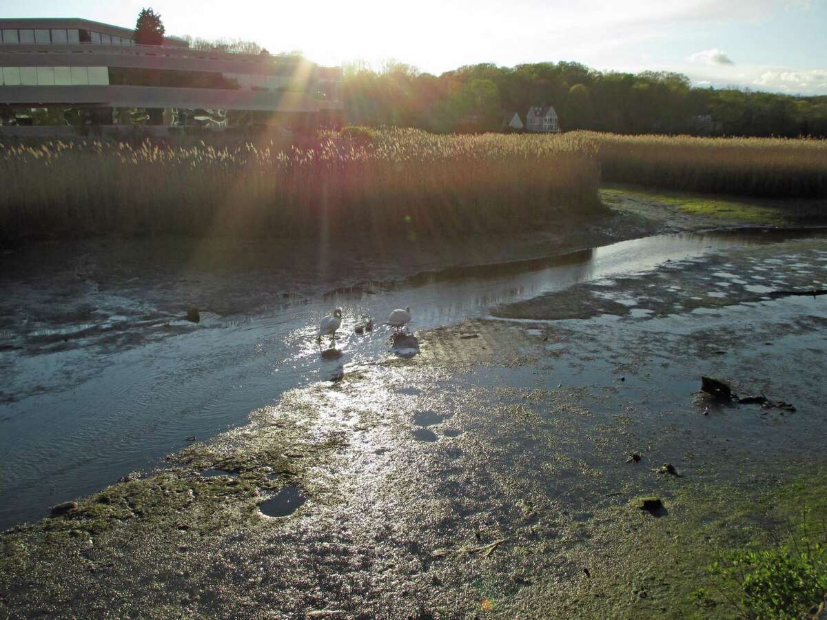 The Swan family meanders its way along this Saugatuck River tributary near sundown this week, May 14, 2020, in Westport, Conn.