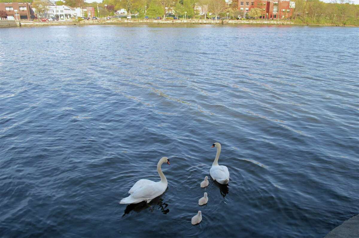 The Swan family takes an extended swim on the south side of the Ruth Steinkraus Bridge last week, May 14, 2020, in Westport, Conn.