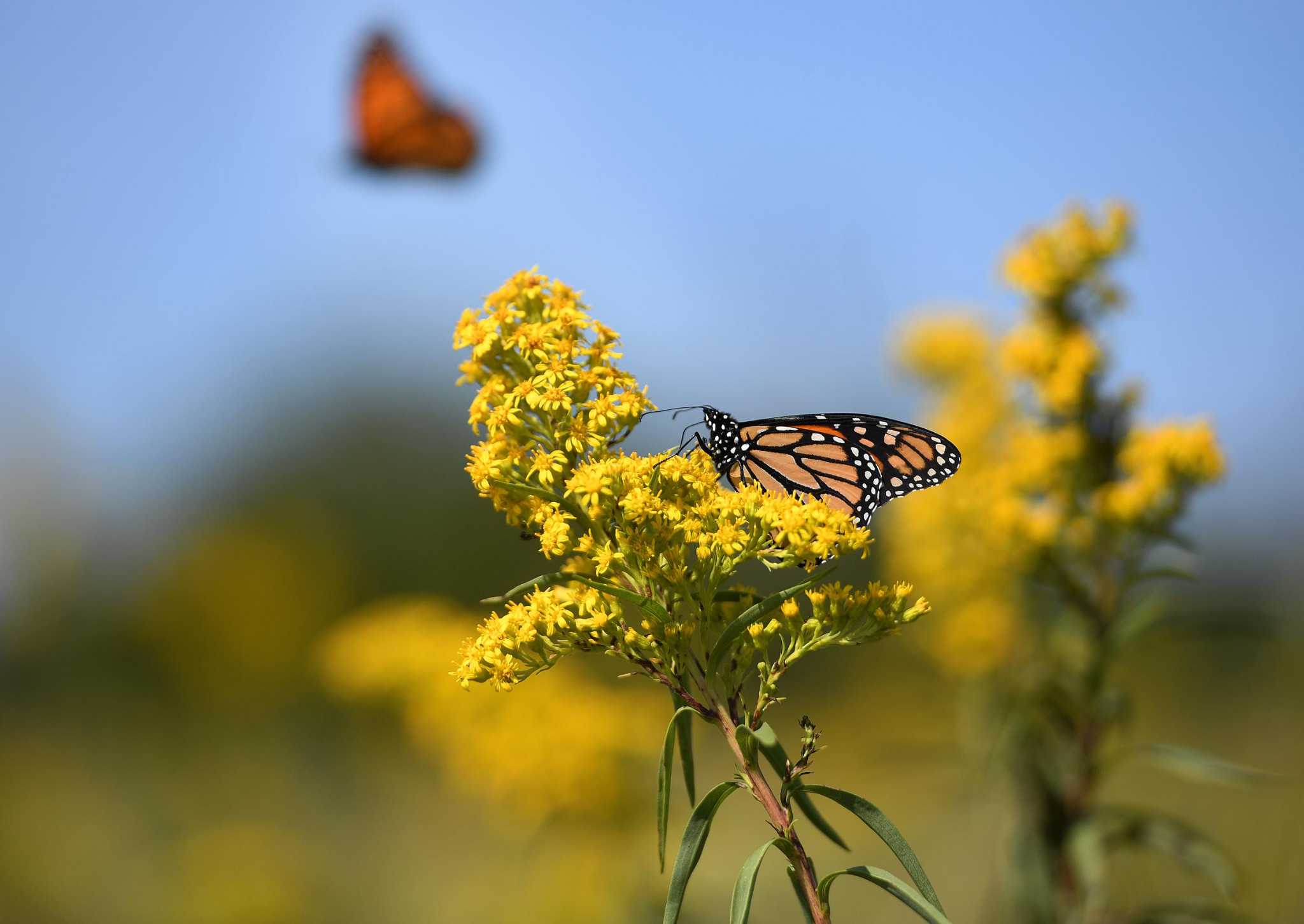 here-s-what-s-killing-monarch-butterflies-and-how-you-can-help