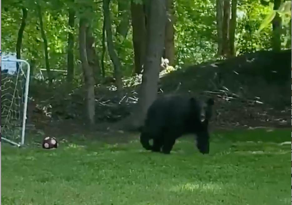 Video Darien Resident Catches Black Bear On Camera Walking Through Backyard Saturday