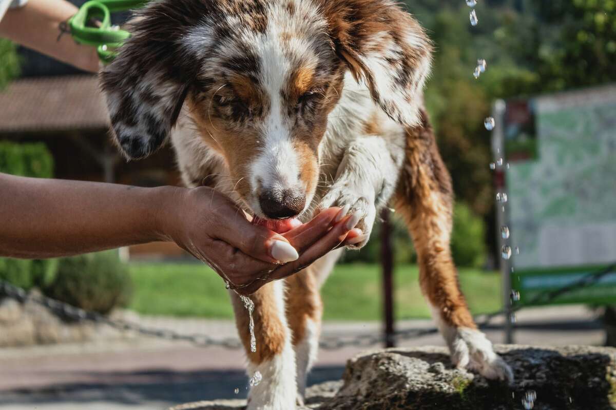 goodyear pet carrier