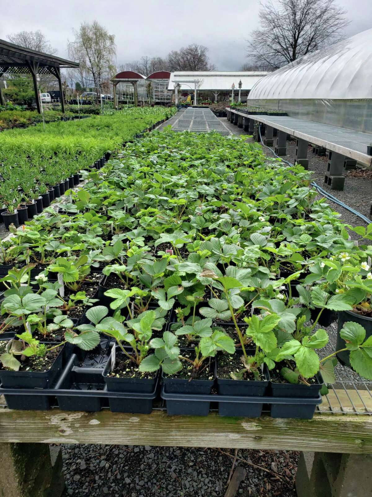 Plant yourself! Local nurseries offer tips for making your vegetable garden grow