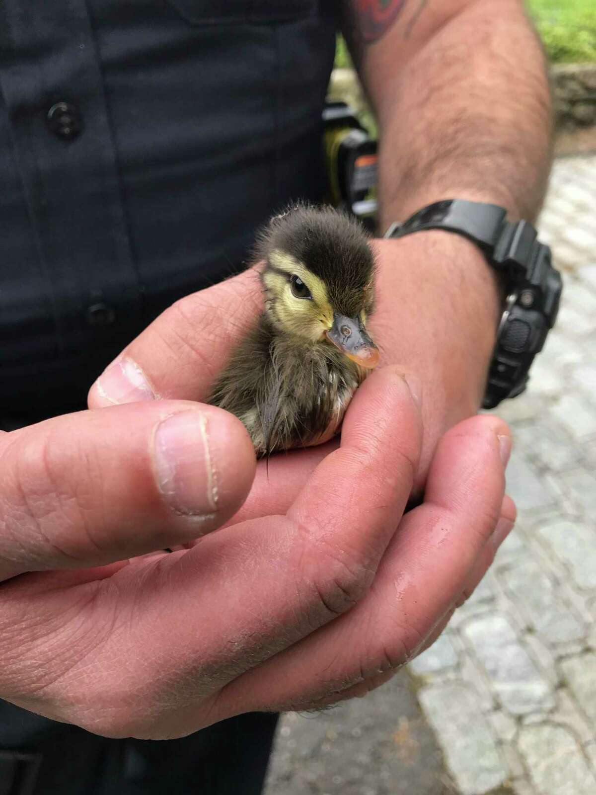 On Monday, May 18, two baby Wood Ducks were rescued out of a drain grating on Mamanasco Road by the Ridgefield Police and Animal Control.