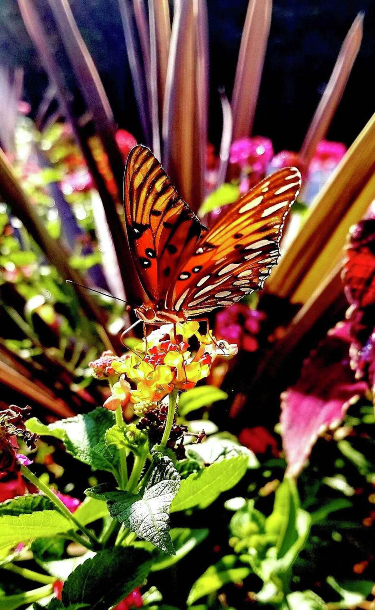 Calvin Finch How to attract butterflies to your San Antonio garden all year long