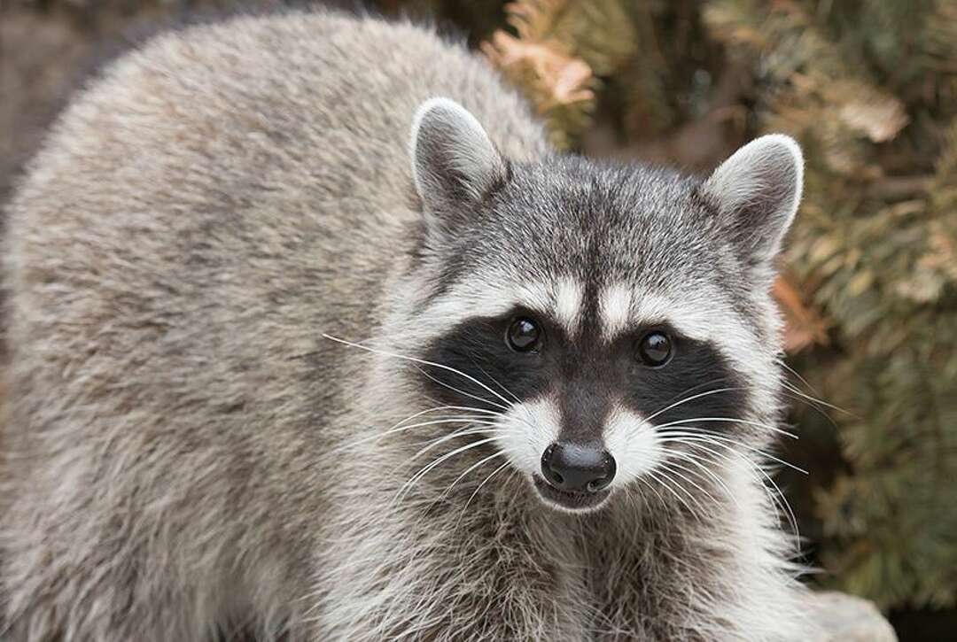 Video call of the wild: Woodland Park Zoo launches Zoom chats with animals