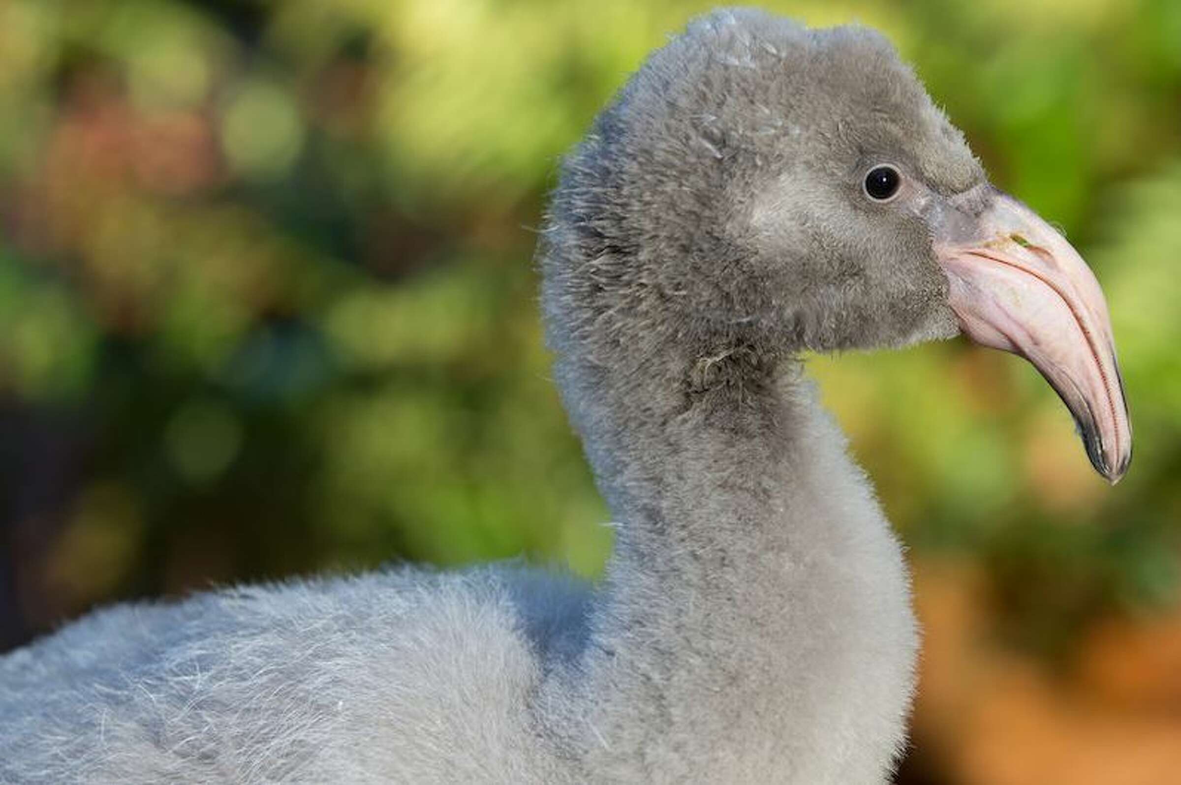 Video call of the wild: Woodland Park Zoo launches Zoom chats with animals