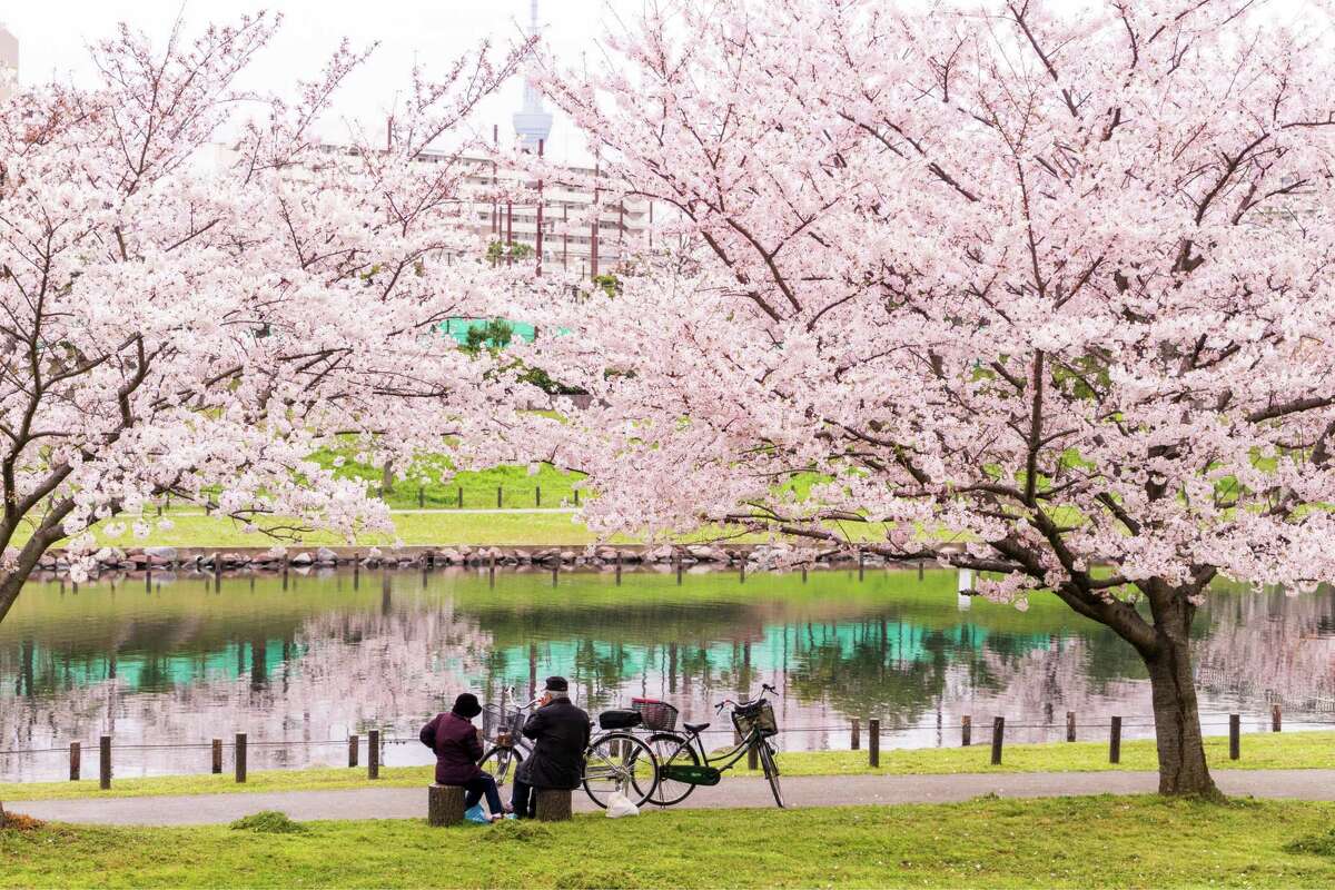Yellow spring road япония. Йокогама Япония цветение Сакуры. Цветение Сакуры в Йокогаме.