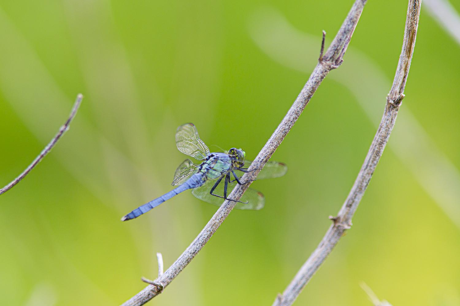 Dragonflies eat mosquitoes. Lot of them