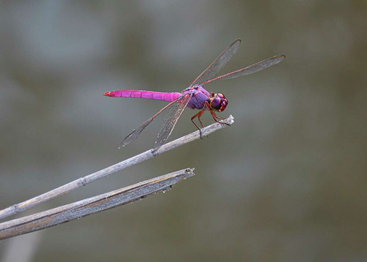 Dragonflies eat mosquitoes. Lot of them