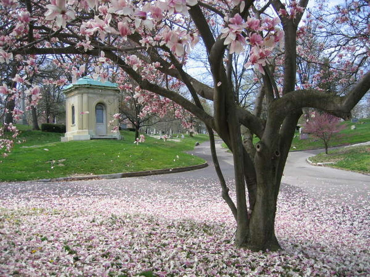 A saucer magnolia tree is one of the many species of flowering trees among Bellefontaine Cemetery’s 314 acres of green space. This tree drops its petals near Brock Mausoleum, designed by St. Louis architect George I. Barnett.