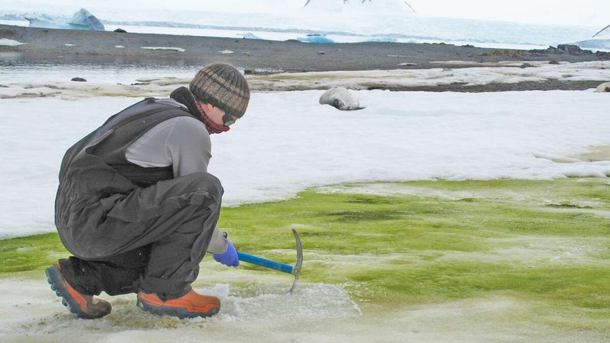 Matt Davey of the University of Cambridge samples snow algae at Lagoon Island, Antarctica. Green algae blooms spawned by melting snow and animal dung have been spreading on the Antarctic Peninsula, which saw record temperatures in February.