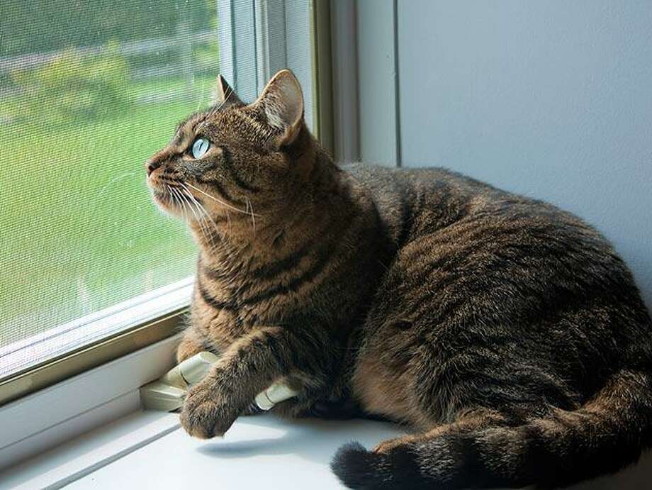 Pet Talk The Facts Of Feline Lower Urinary Tract Disease