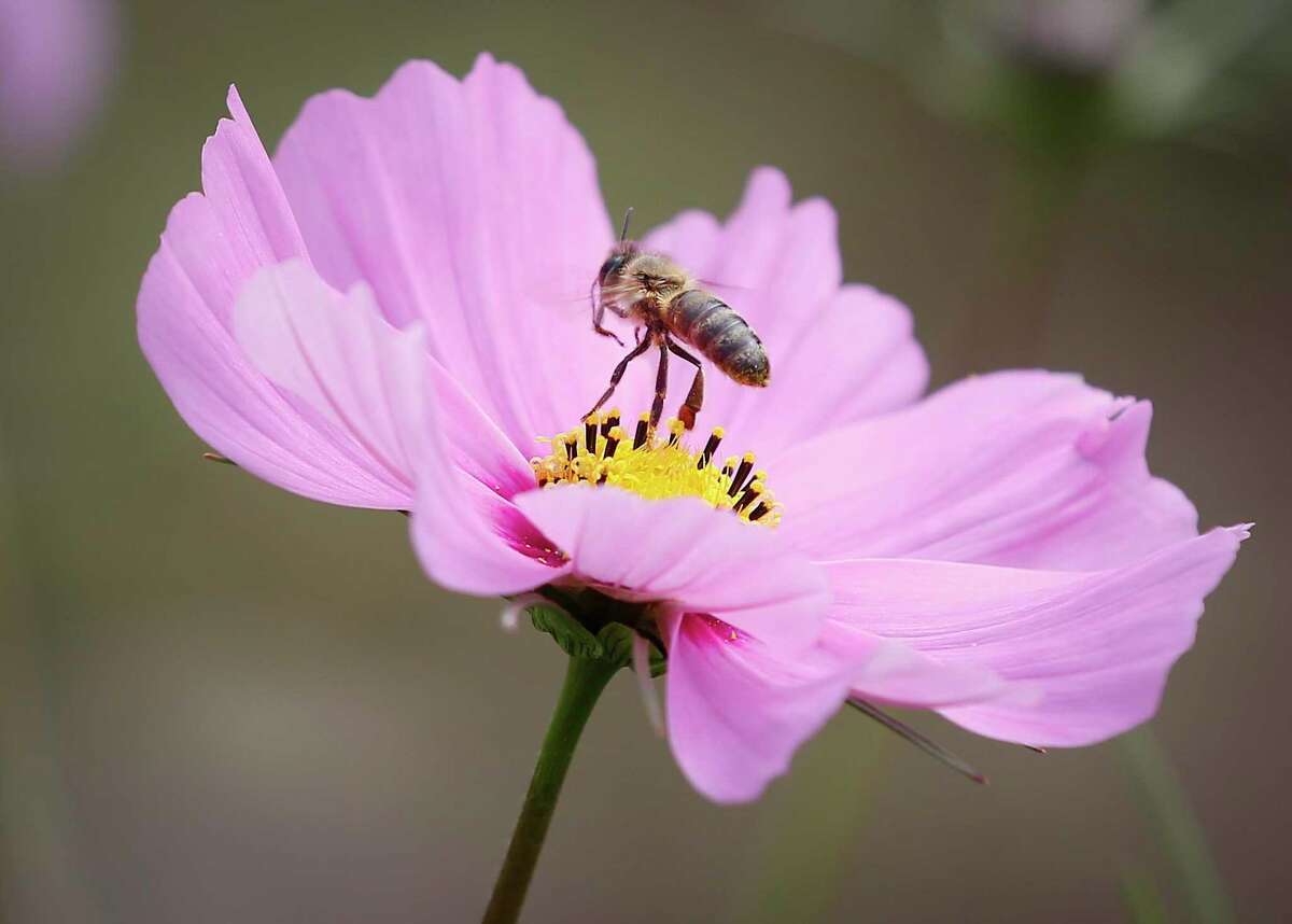 A bee on a cosmos flower in a garden at Burnett Bayland Park in February.