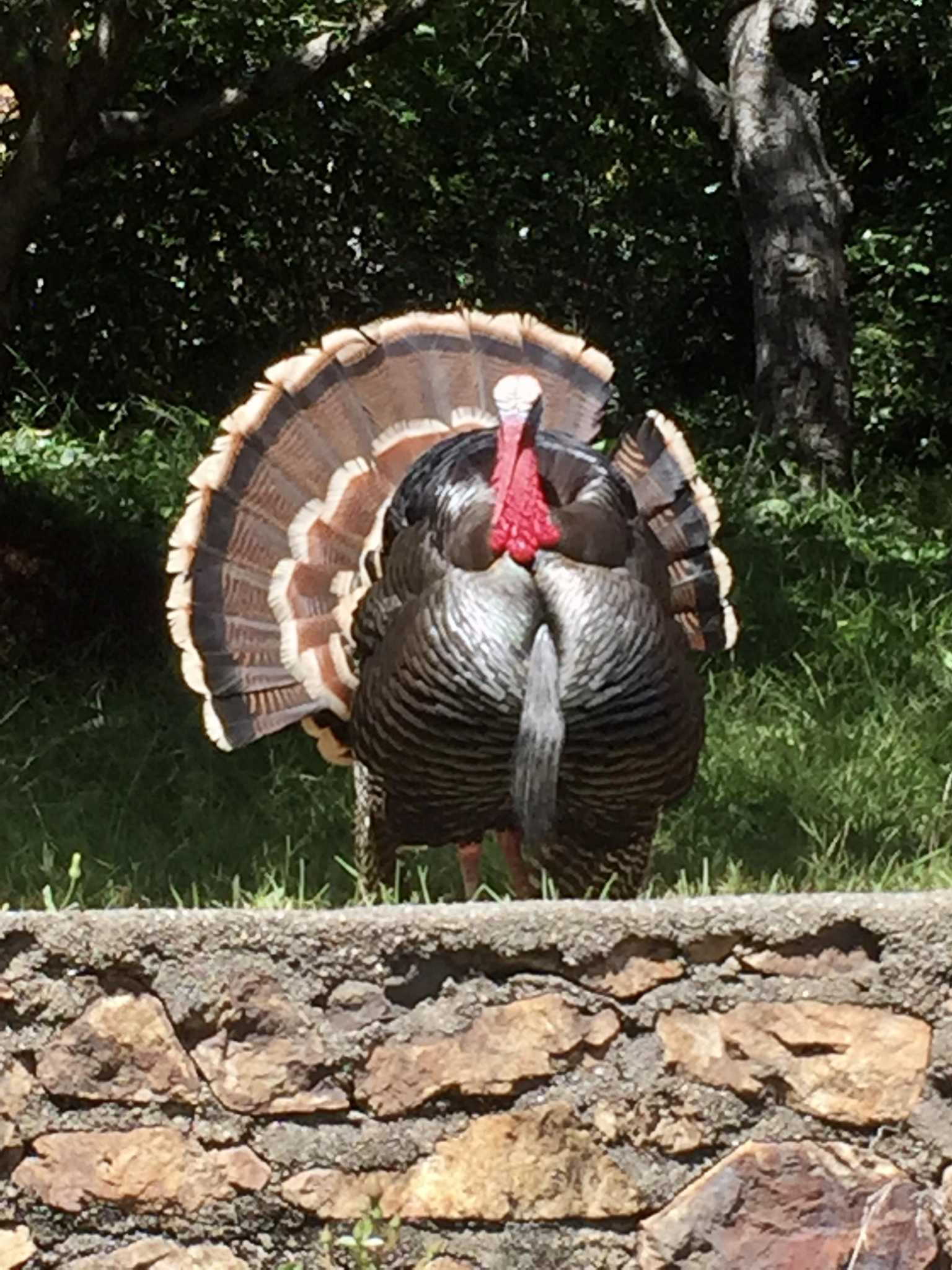 Nimby Turkey Menaces Visitors At Oakland Rose Garden Sfchronicle Com