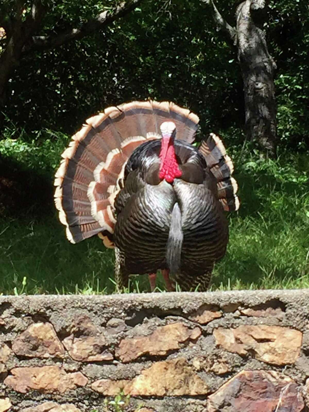 Gerald, a very nasty turkey, clawed a woman and chases visitors into the restroom at Morcom Rose Garden in Oakland.