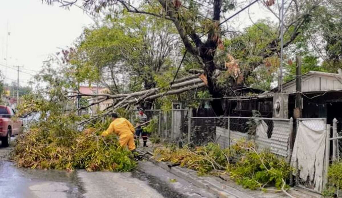 Personal de Protección Civil y Bomberos de Nuevo Laredo, México, participan en la remoción de un árbol que cayó por la tormenta que impactó el área el jueves por la madrugada.